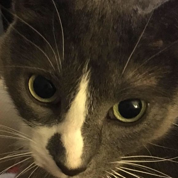 Meet your Posher, Susan - Picture 1 of 1